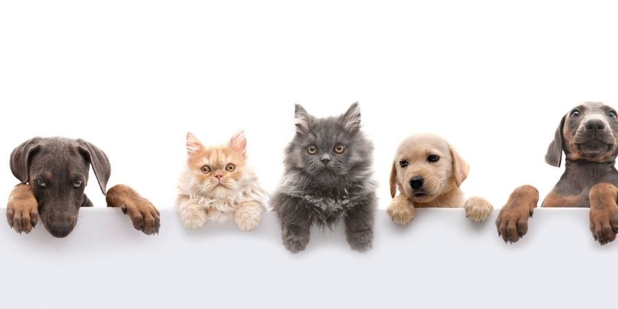 gatos irlandeses