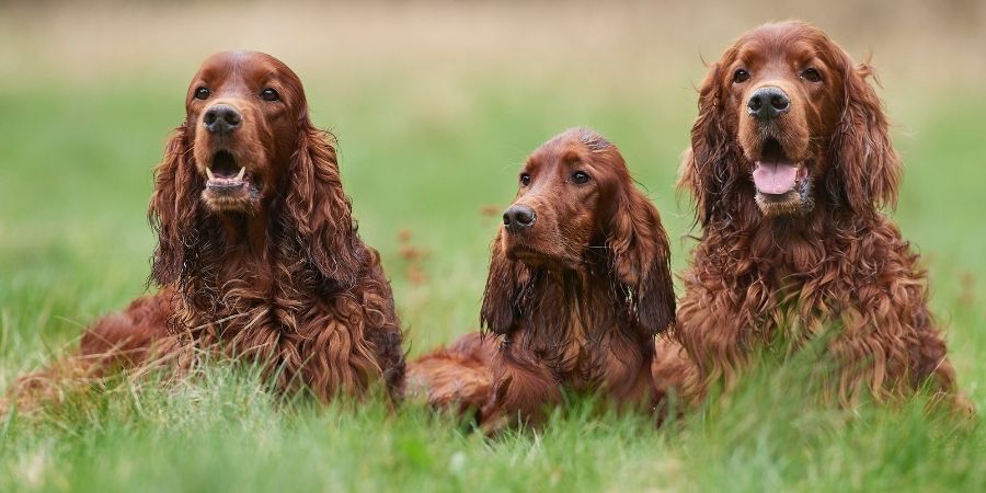 perros irlandeses