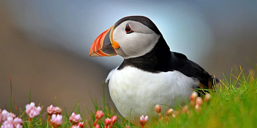 Animales de Irlanda Frailecillos