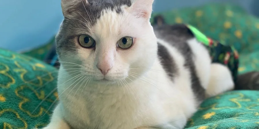 Gatos Irlandeses amigable