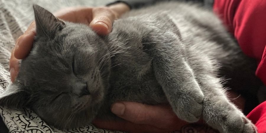 Felino British Shorthair
