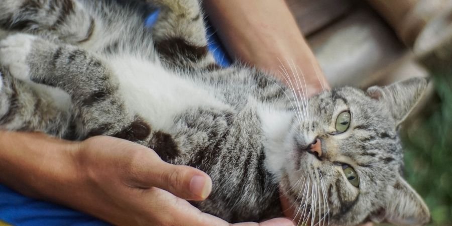 Felinos Irlandeses sobre los brazos de su dueño
