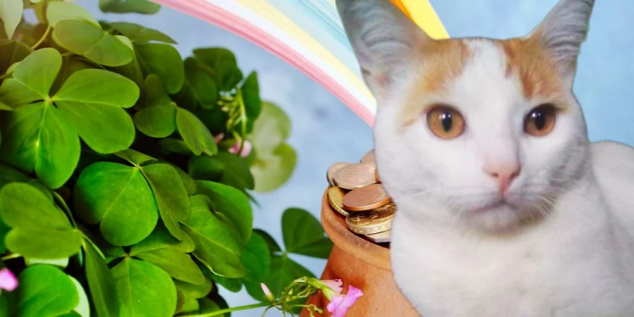 GatoS IrlandEses muy bonito