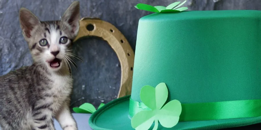 CACHORRO DE GATO IRLANDÉS