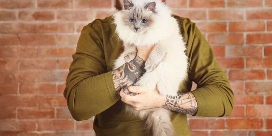 Gato Tailandes o gato siames