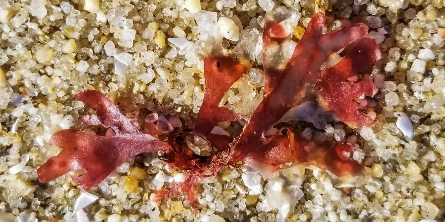 Planta Musgo de Irlanda sobre rocas