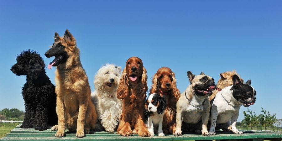 Mejores Nombres Celtas para Perros