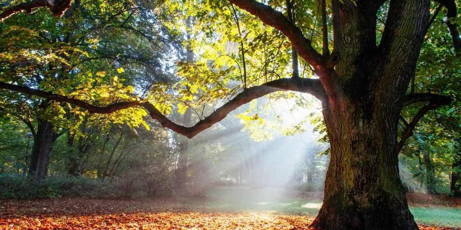 Símbolos Irlandeses arbol nacional